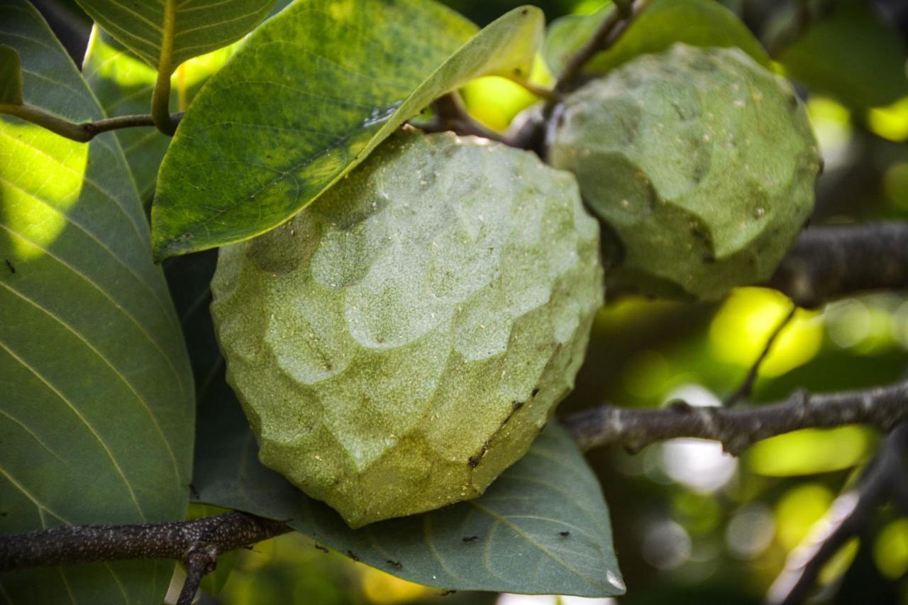 サンタ・クルス・ダ・グラシオーザ Quinta Dos Frutosヴィラ エクステリア 写真
