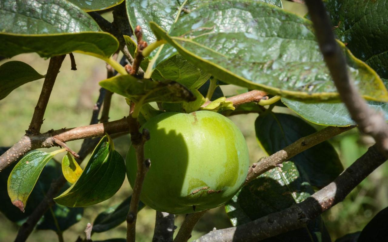 サンタ・クルス・ダ・グラシオーザ Quinta Dos Frutosヴィラ エクステリア 写真