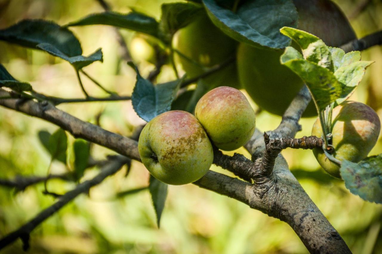 サンタ・クルス・ダ・グラシオーザ Quinta Dos Frutosヴィラ エクステリア 写真